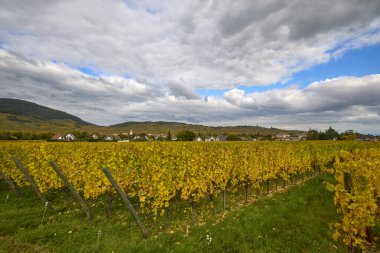 Sonbahar boyunca Alsace bölgesinde üzüm bağları olan güzel bir manzara..