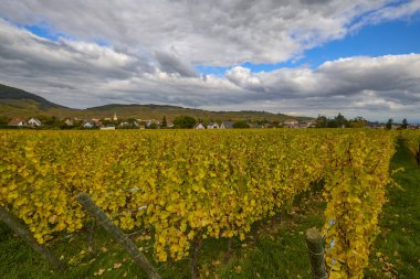 Sonbahar boyunca Alsace bölgesinde üzüm bağları olan güzel bir manzara..