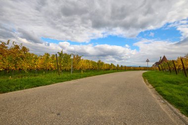 Sonbahar boyunca Alsace bölgesinde üzüm bağları olan güzel bir manzara..
