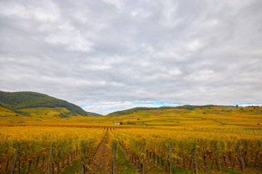 Sonbahar boyunca Alsace bölgesinde üzüm bağları olan güzel bir manzara..