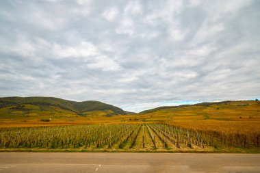 Sonbahar boyunca Alsace bölgesinde üzüm bağları olan güzel bir manzara..