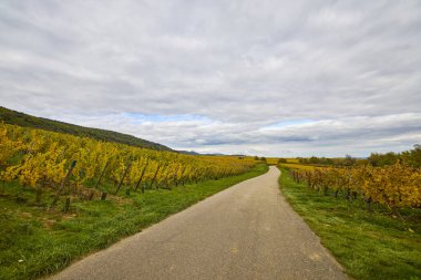 Sonbahar boyunca Alsace bölgesinde üzüm bağları olan güzel bir manzara..