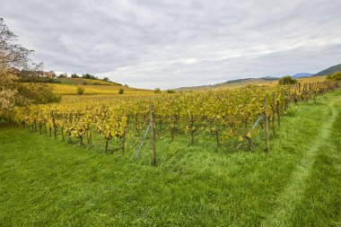 Sonbahar boyunca Alsace bölgesinde üzüm bağları olan güzel bir manzara..