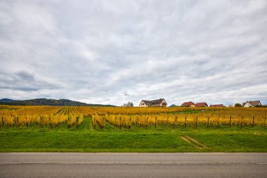 Sonbahar boyunca Alsace bölgesinde üzüm bağları olan güzel bir manzara..