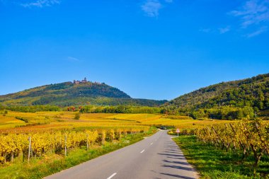 Sonbahar boyunca Alsace bölgesinde üzüm bağları olan güzel bir manzara..