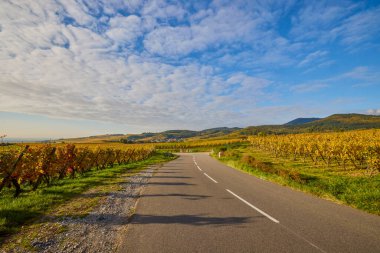 Sonbahar boyunca Alsace bölgesinde üzüm bağları olan güzel bir manzara..