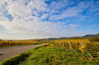 Sonbahar boyunca Alsace bölgesinde üzüm bağları olan güzel bir manzara..