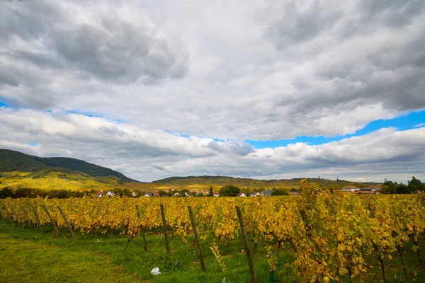 Sonbahar boyunca Alsace bölgesinde üzüm bağları olan güzel bir manzara..