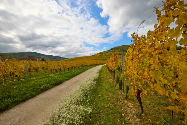 Sonbahar boyunca Alsace bölgesinde üzüm bağları olan güzel bir manzara..