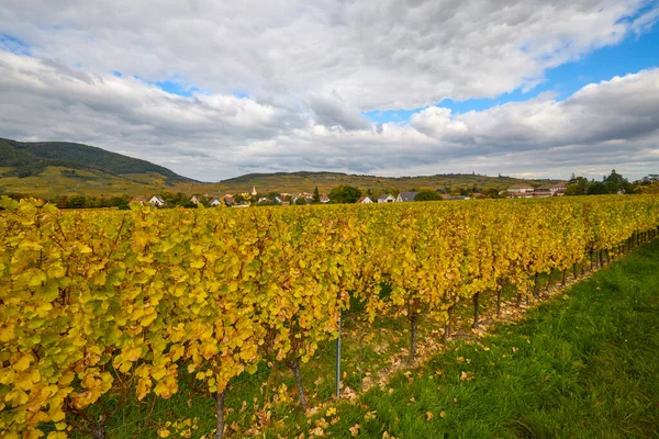 Sonbahar boyunca Alsace bölgesinde üzüm bağları olan güzel bir manzara..