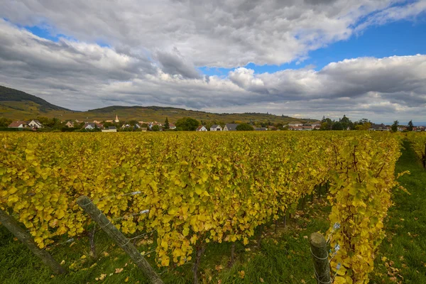 Sonbahar boyunca Alsace bölgesinde üzüm bağları olan güzel bir manzara..