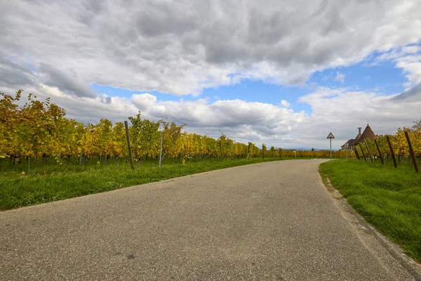 Sonbahar boyunca Alsace bölgesinde üzüm bağları olan güzel bir manzara..