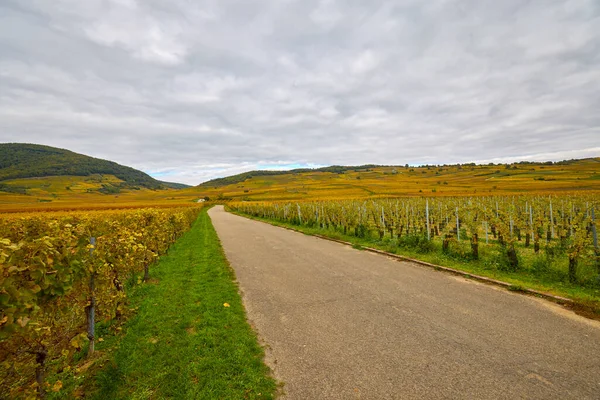 Sonbahar boyunca Alsace bölgesinde üzüm bağları olan güzel bir manzara..