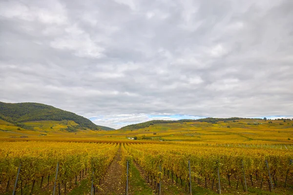 Sonbahar boyunca Alsace bölgesinde üzüm bağları olan güzel bir manzara..