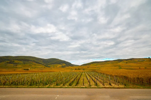 Sonbahar boyunca Alsace bölgesinde üzüm bağları olan güzel bir manzara..