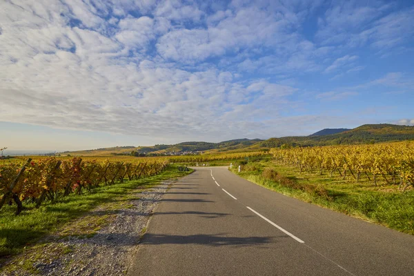 Sonbahar boyunca Alsace bölgesinde üzüm bağları olan güzel bir manzara..