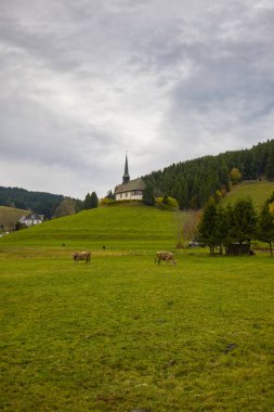 Sonbaharda bir dağ çayırında ineklerle manzara