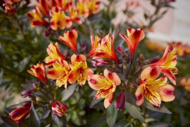 Bir sonbahar gününün ışığında güzel bir çiçek