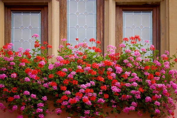 Bir sonbahar gününün ışığında güzel bir çiçek