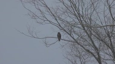 Ağacın dallarında bir şahin