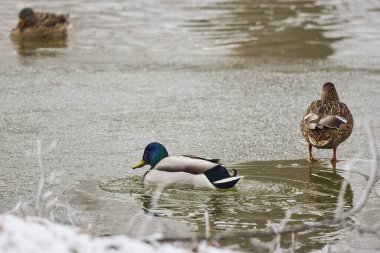 Bir kış günü nehirde vahşi ördekler