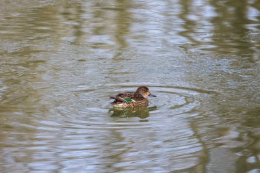 Bir kış günü nehirde vahşi ördekler