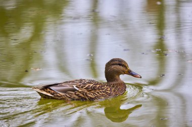 Bir kış günü nehirde vahşi ördekler