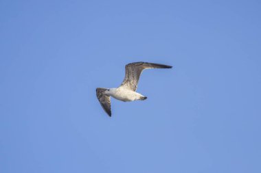 Martı gökyüzüne doğru uçuyor