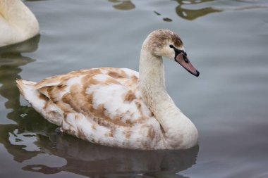 Bir kış günü nehir suyunda güzel kuğular