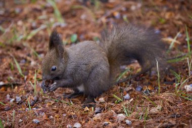 (Sciurus carolinensis) Yağmurlu bir günde, bitki örtüsü boyunca yiyecek arar