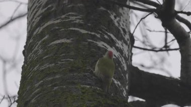 (Picus Viridis) bir ağaç gövdesinde yiyecek arıyor.