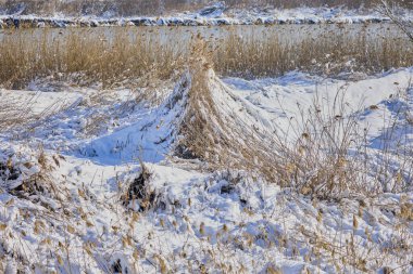 Nehrin kenarında karla kaplı sazlıklar var.