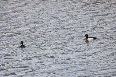 Güneşli bir günde nehirdeki vahşi ördekler