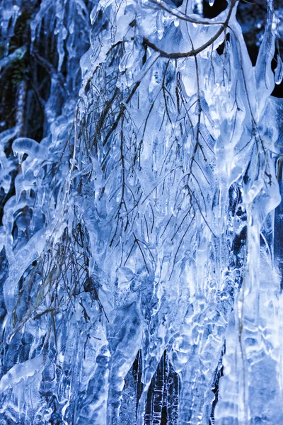Ramos de árvores cobertas de gelo — Fotografia de Stock