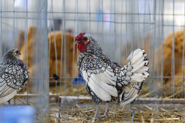 Bir kafeste güzel tavuk