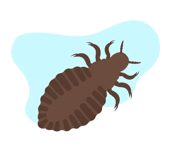 Lice Insect Vector — Stock Vector