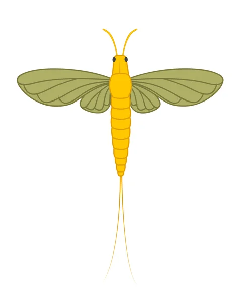 Mayfly Insect Illustration — Stock Vector
