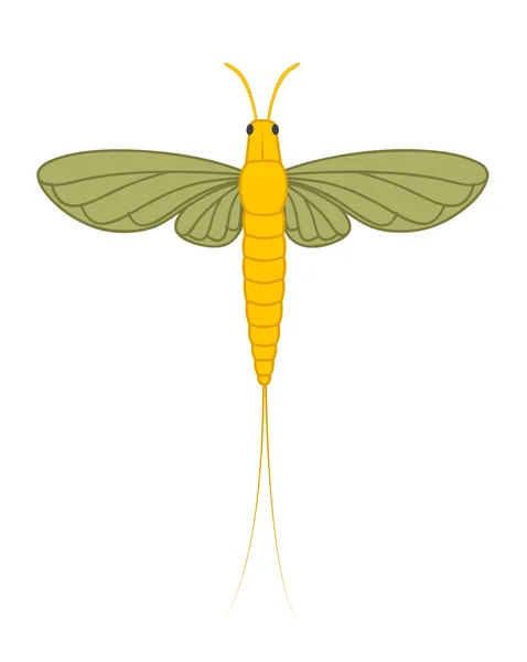 Ilustración de insectos Mayfly — Archivo Imágenes Vectoriales