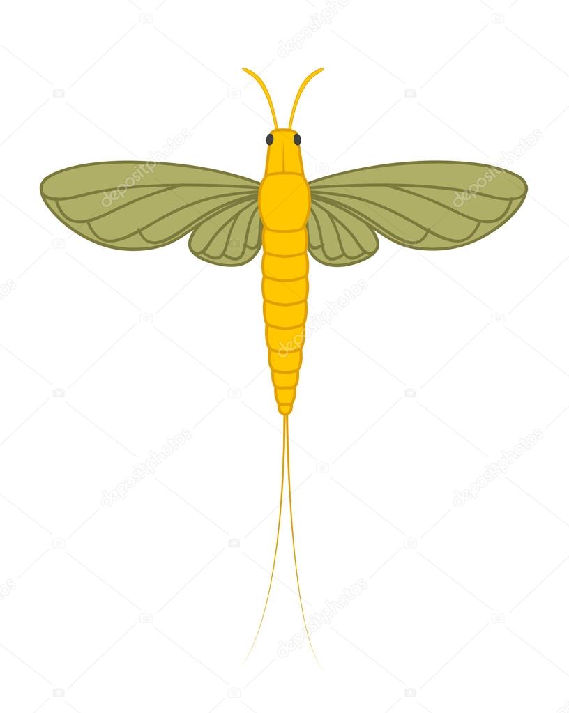 Mayfly Insect Illustration