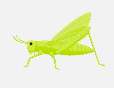 Bushcricket böcek vektör