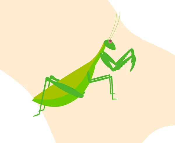 Cartoon Mantid Insect — Stockvector
