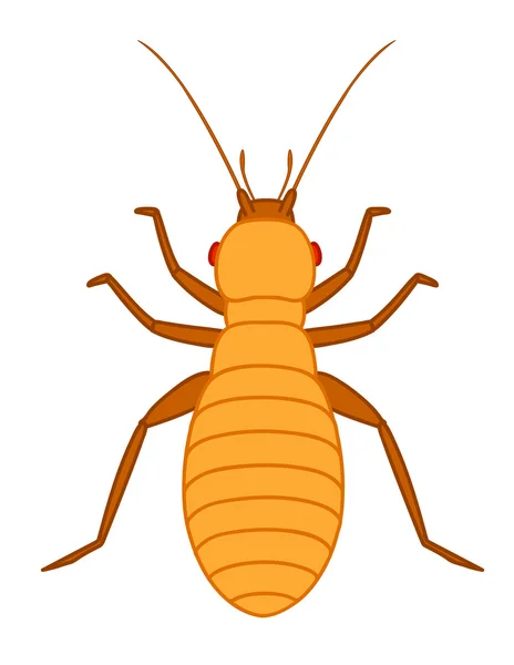 Lice Insect Vector — Stock Vector