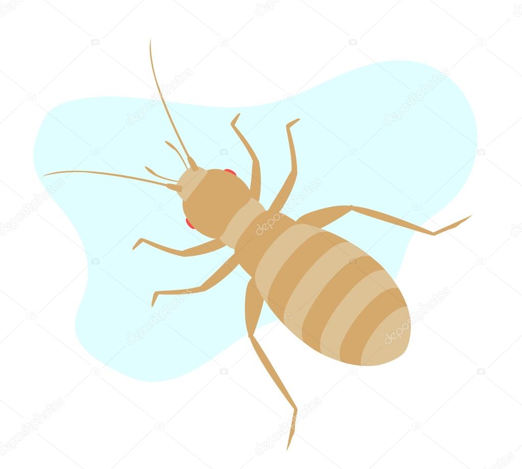 Louse Insect Vector 