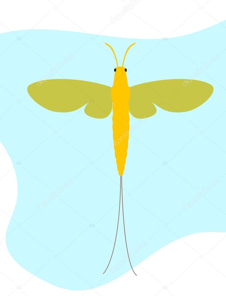 Mayfly Insect Vector