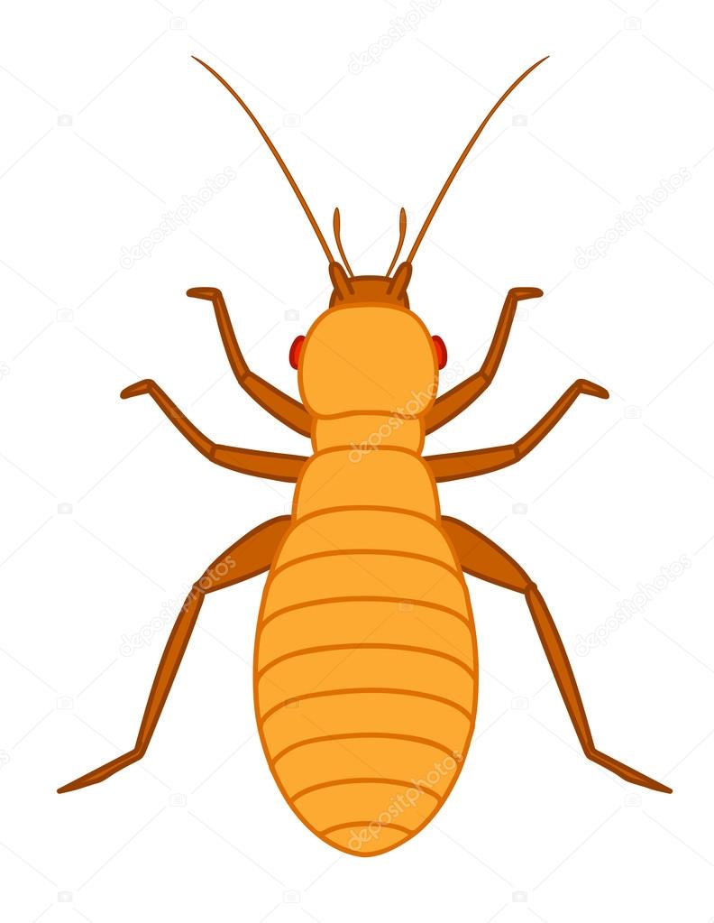 Lice Insect Vector