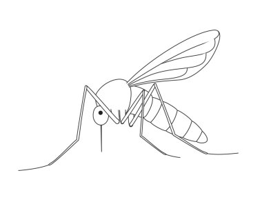 Mosquito Drawing Vector clipart
