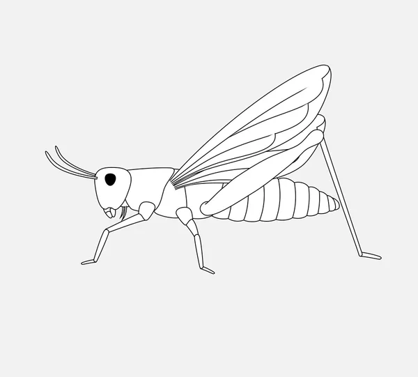 Grasshopper Drawing Vector — Stock Vector