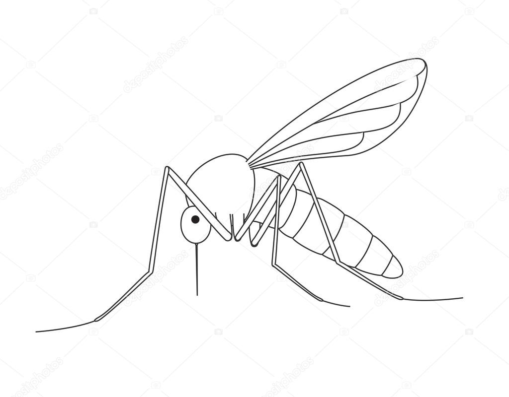Mosquito Drawing Vector