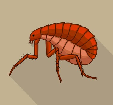 Floh Insect Vector clipart