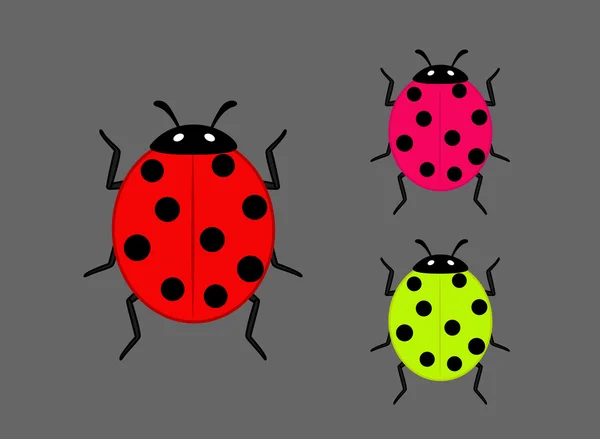 Colorful Ladybug Insects — Stock Vector